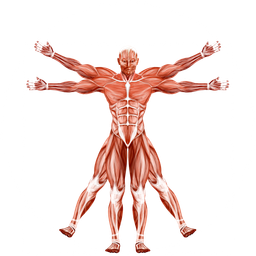 Dr. Muscle logo